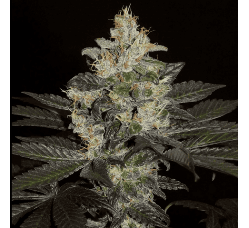 Балх (Photo.Fem.) 1 шт. / Balkh 2026